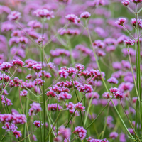Wilde Natuurborder set van 12, 24, 48, 60 of 120 planten