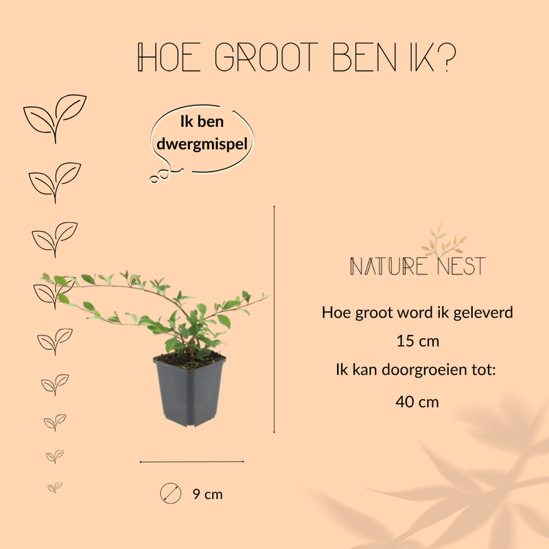 6 Dwergmispel Planten | Cotoneaster dammeri | Tuinplanten | Planten