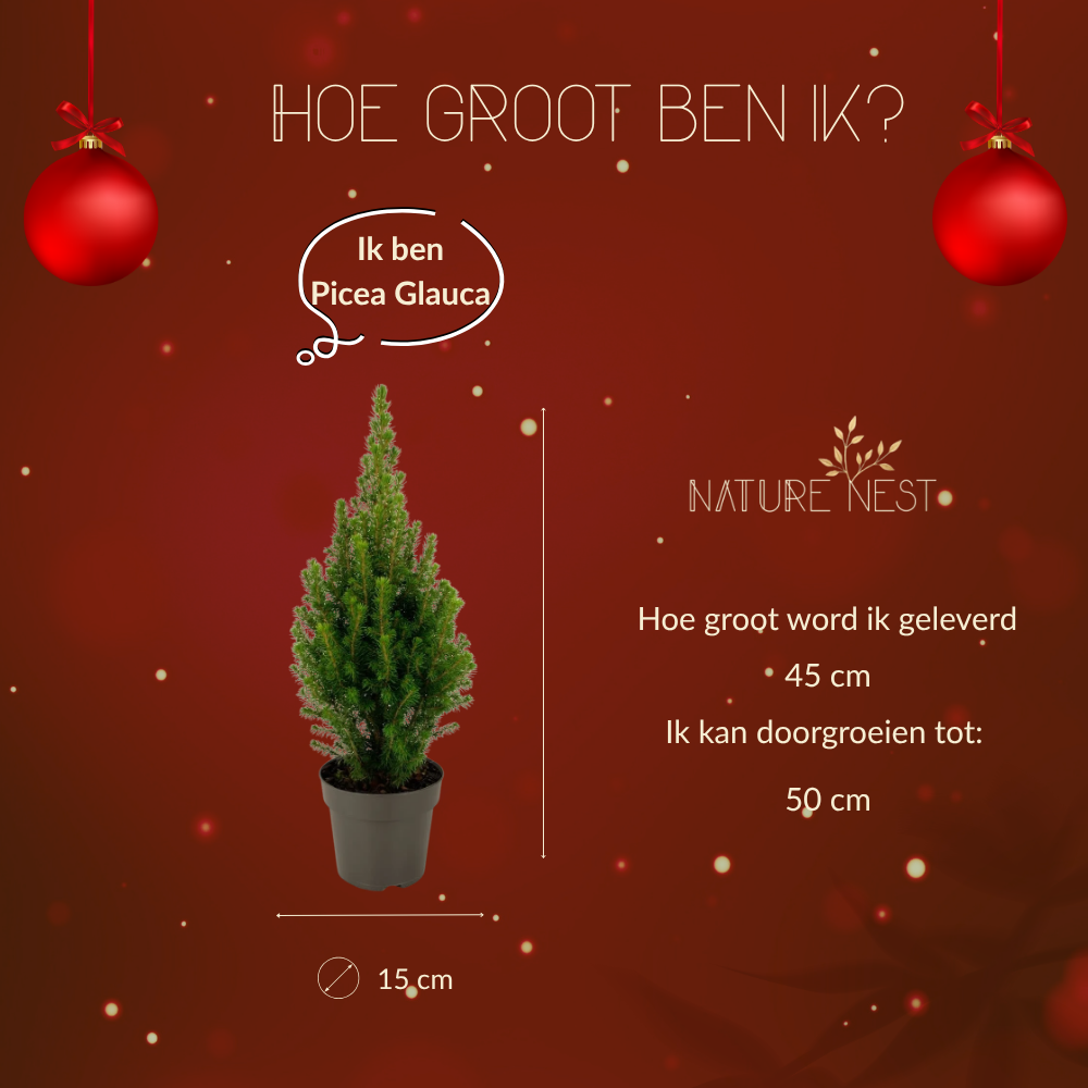 Picea Glauca 'Perfecta' (Tafelkerstboom)