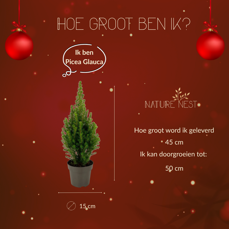 Tafelkerstboompje | 1x Picea glauca perfecta