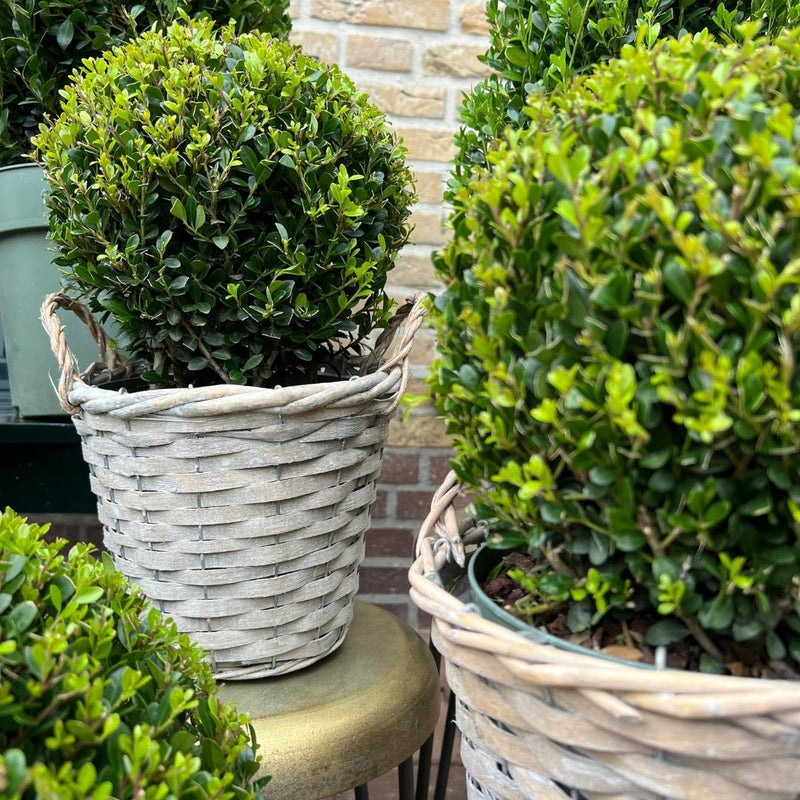 Set van 2 hulstplanten in bolvorm met rietenmand - Ilex Crenata Jenny 20 cm diameter - 2 stuks