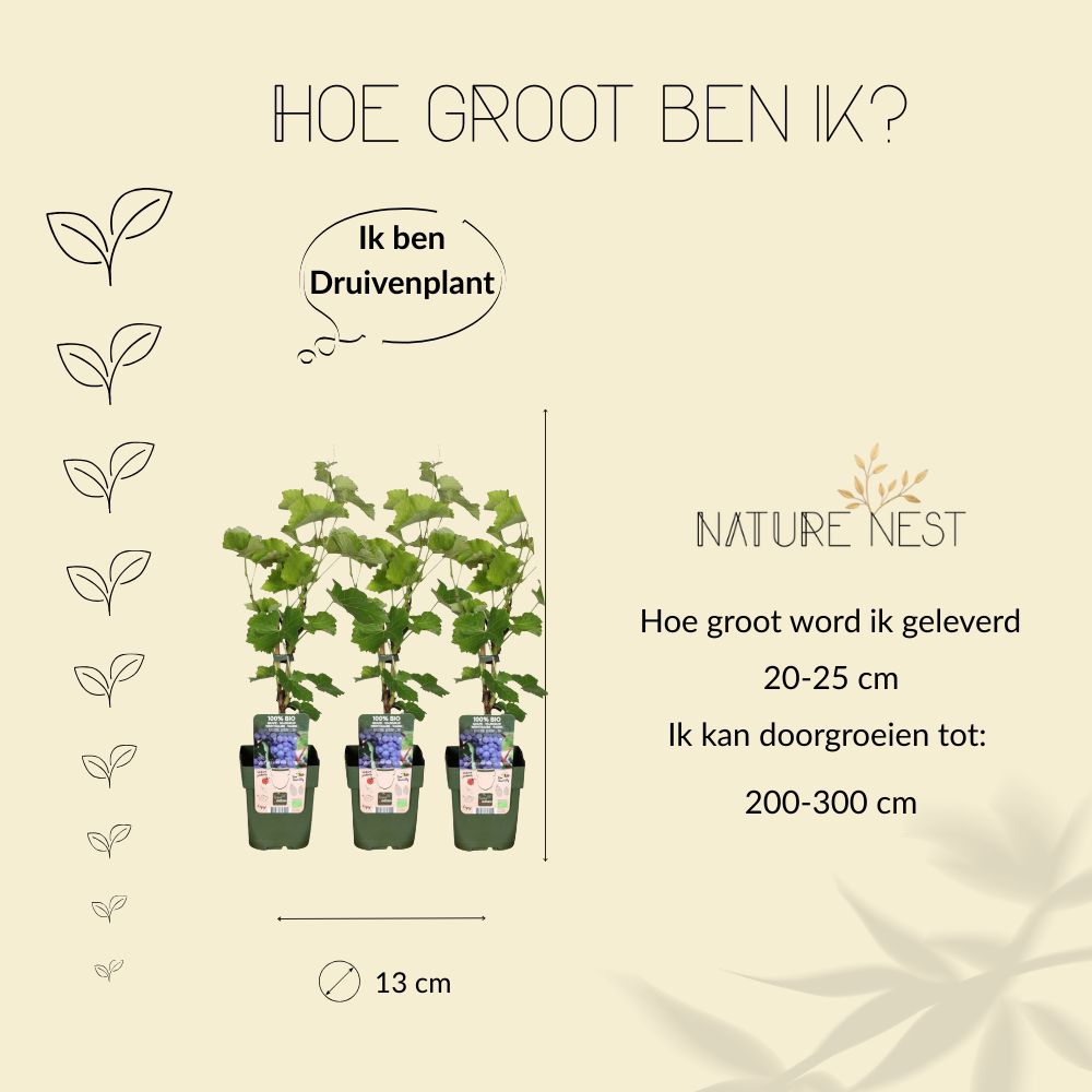 3 Druivenplanten | 100% Biologische Fruitplanten | Druivenplanten