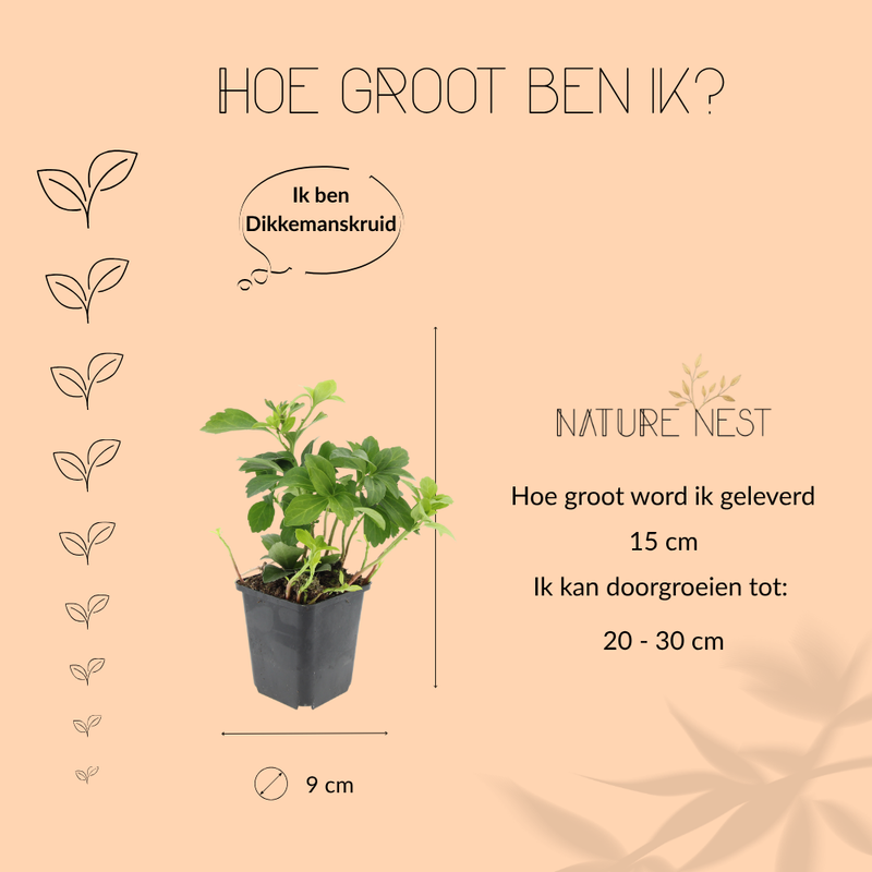 6 Dikkemanskruid planten | Pachysandra terminalis | Tuinplanten | Planten