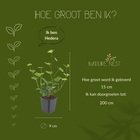 12 Atlantische Klimopplanten | Hedera Hibernica | Tuinplanten | Planten