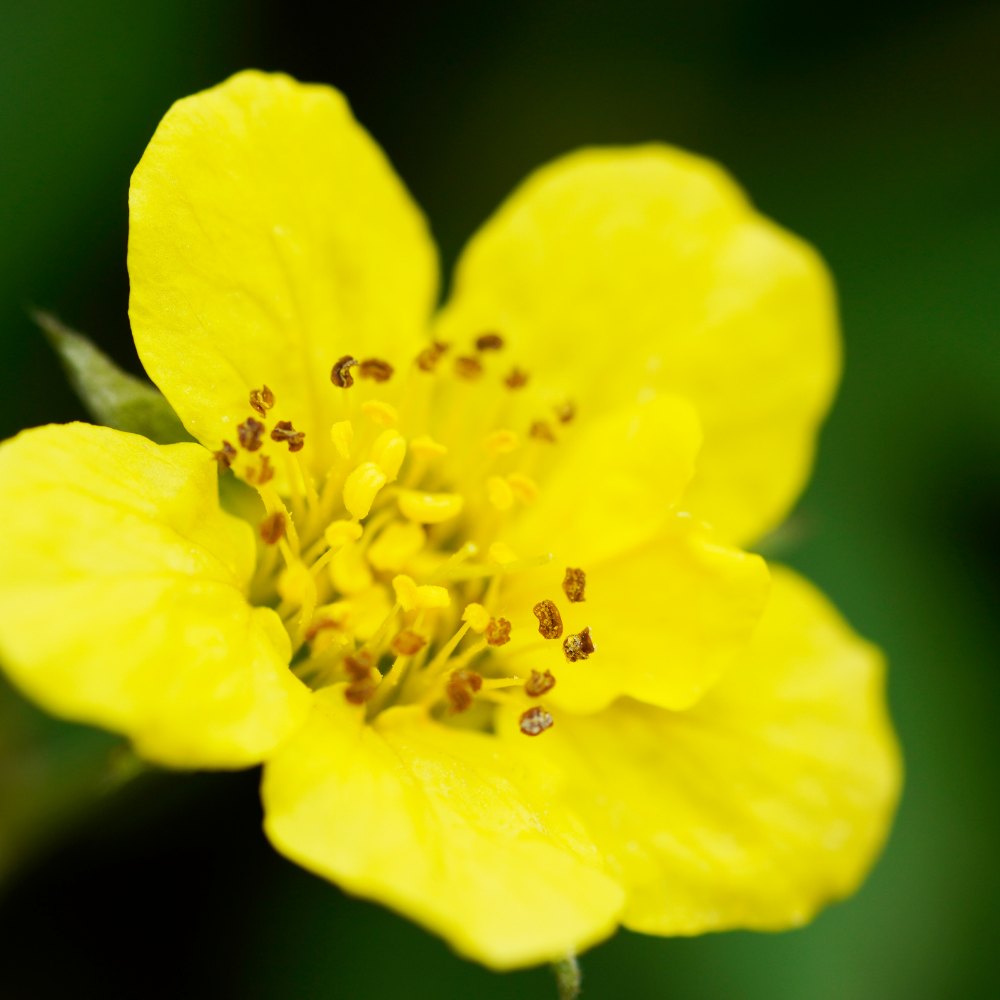3 Goldene Erdbeerpflanzen | Waldsteinia ternata | Gartenpflanzen | Pflanzen