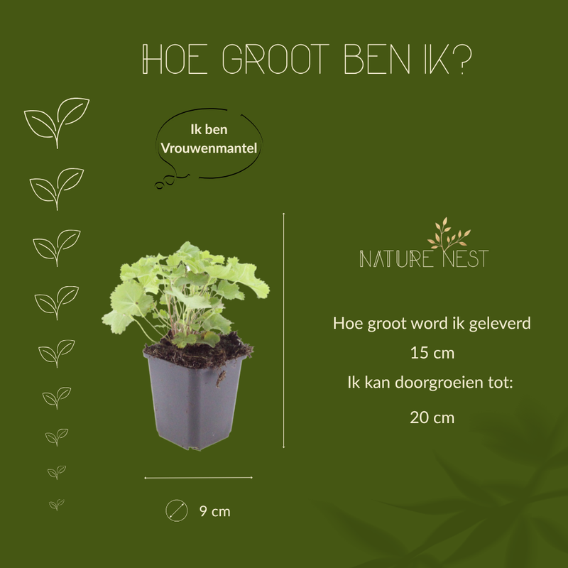 6 Vrouwenmantel Planten | Alchemilla mollis | Tuinplanten | Planten