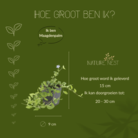 3 Blauwe Maagdenpalm planten | Vinca minor | Tuinplanten | Planten