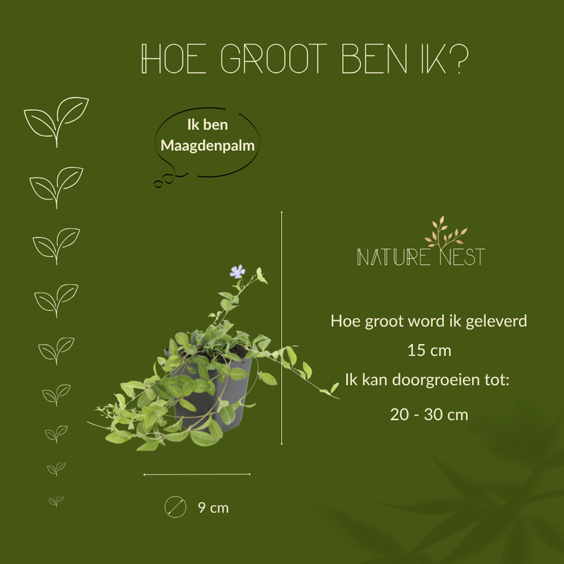 6 Blauwe Maagdenpalm planten | Vinca minor | Tuinplanten | Planten