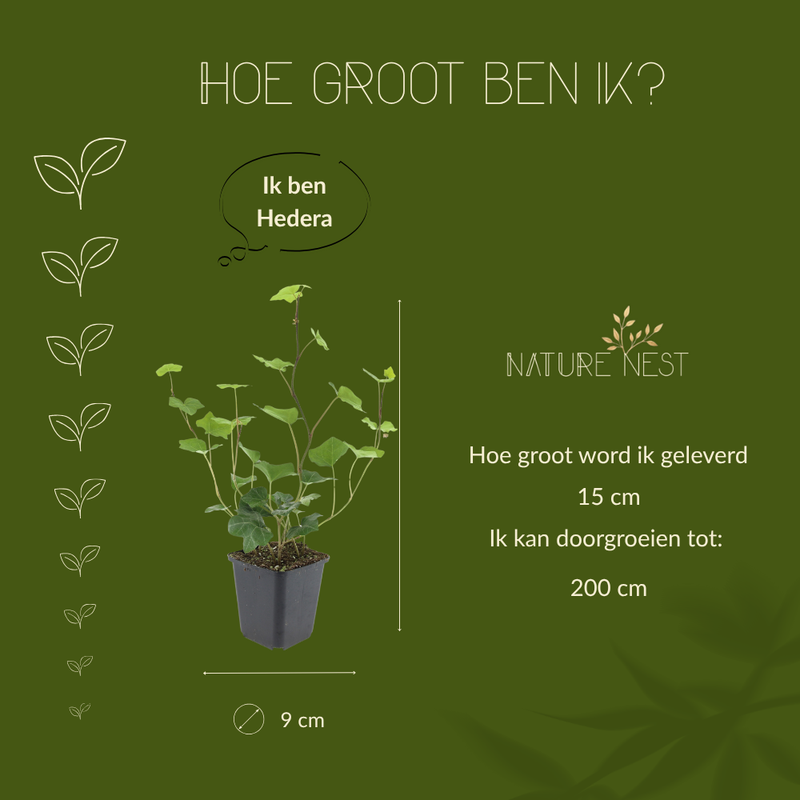 6 Atlantische Klimopplanten | Hedera Hibernica | Tuinplanten | Planten