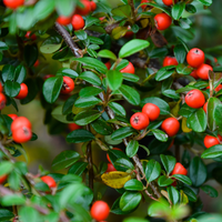 3 Dwergmispel Planten ‘Cotoneaster dammeri’ Ø9 cm ↕15 cm