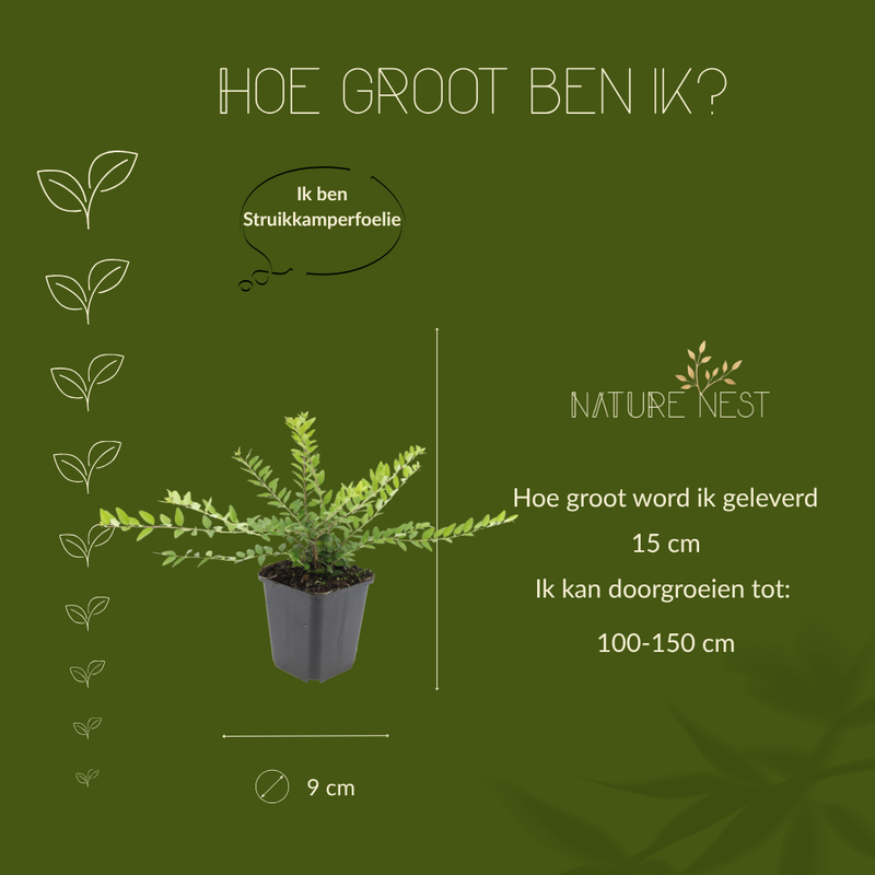 6 Struikkamperfoelie planten | Lonicera nitida 'Maigrün' | Tuinplanten | Planten