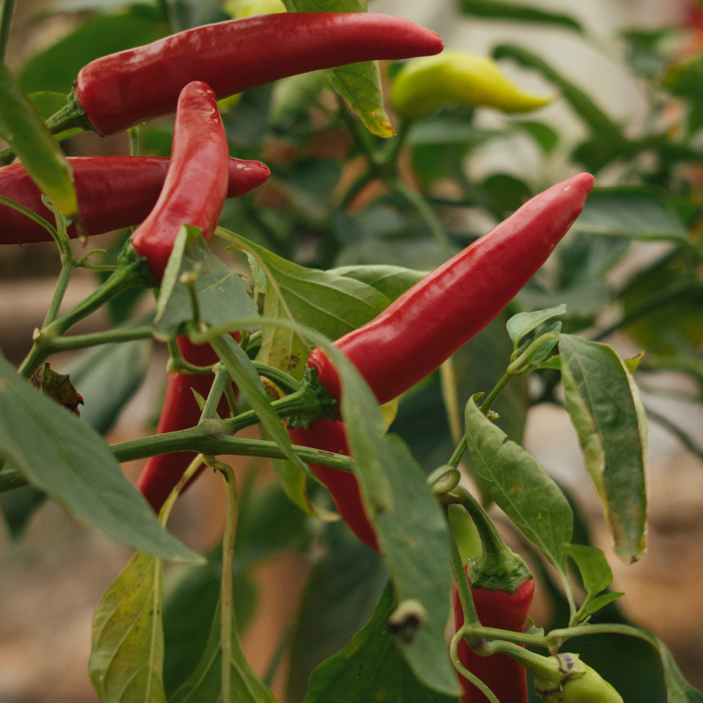 1 Hot Chili peper plant Ø14 cm ↕40 cm