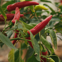 1 Hot Chili peper plant Ø14 cm ↕40 cm
