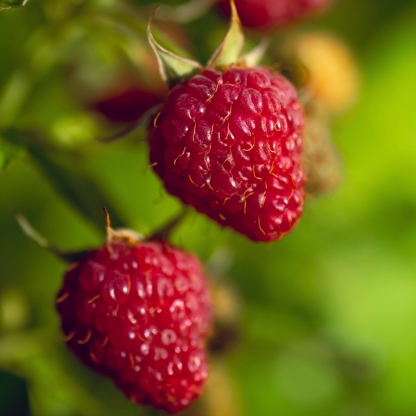 Rubus Idaeus (Framboos) - Set van 3