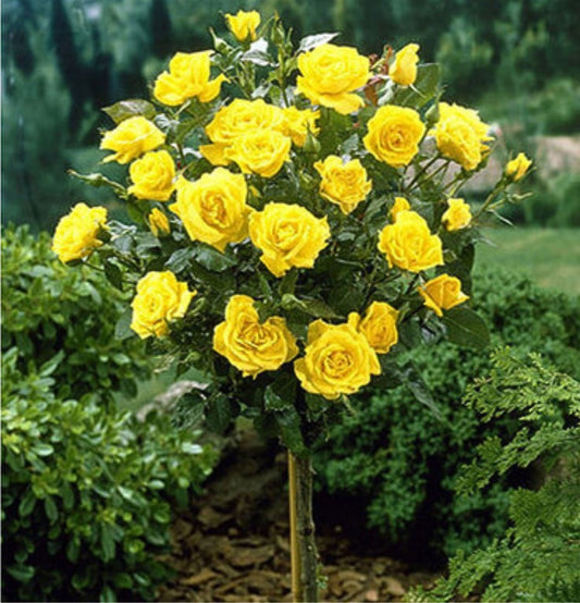 NatureNest - Set of 3 x mini patio standard roses in yellow