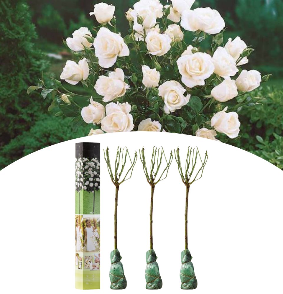 NatureNest - Ensemble de 3 x Mini Roses Standard pour Patio en Blanc