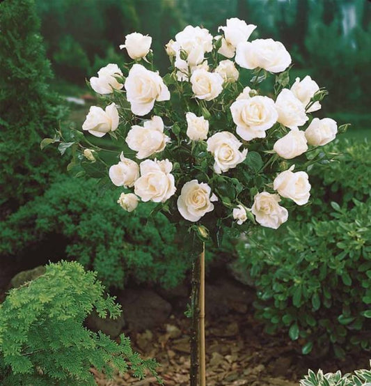 NatureNest - Ensemble de 3 x Mini Roses Standard pour Patio en Blanc