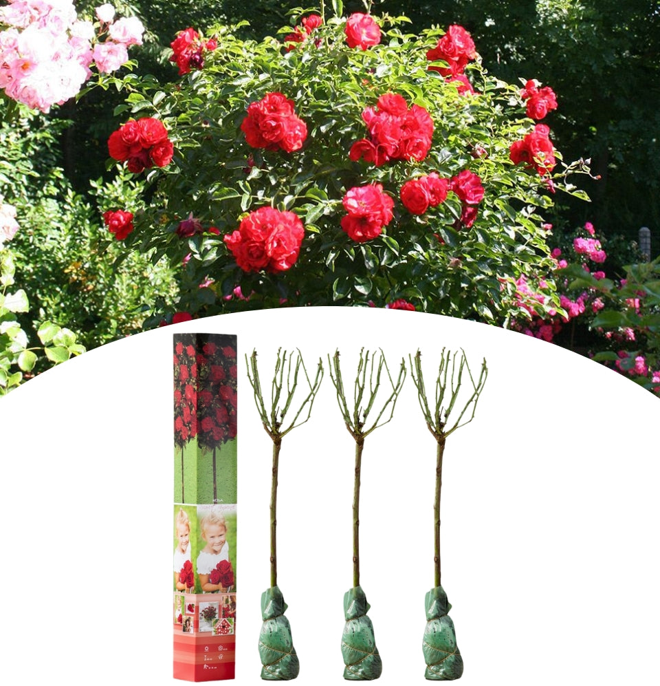 NatureNest - Lot de 3 x Mini roses de terrasse en rouge