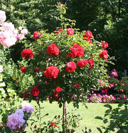 NatureNest - Lot de 3 x Mini roses de terrasse en rouge