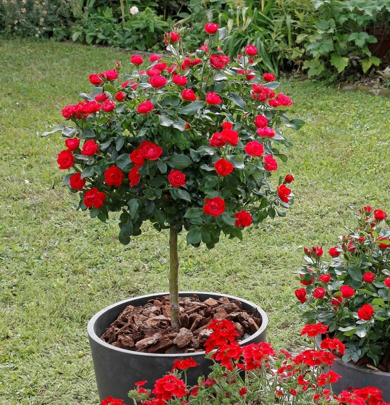 NatureNest - Conjunto de 3 x mini rosas de pátio em vermelho