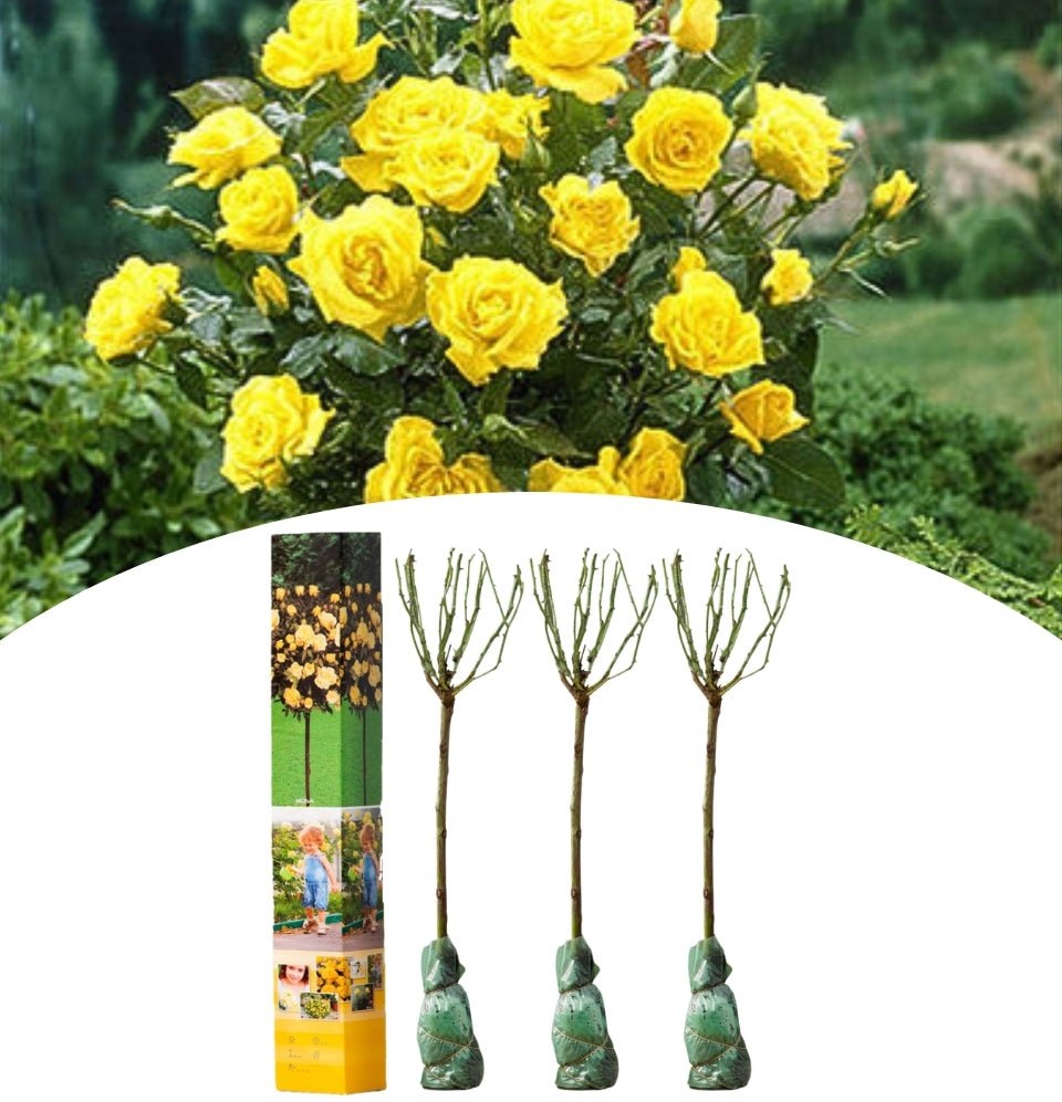 NatureNest - Set of 3 x mini patio standard roses in yellow