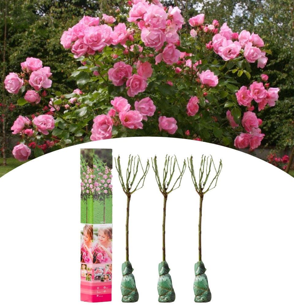 NatureNest - 3 x Mini Stamroos en Rose