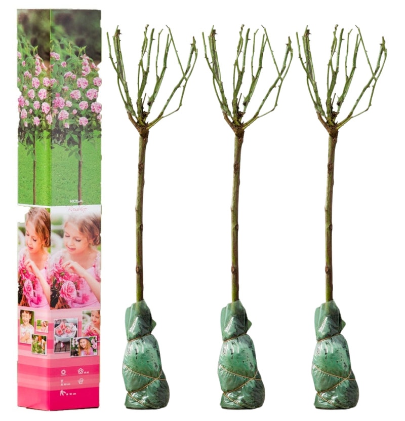 NatureNest - 3 x Mini Stamroos en Rosa