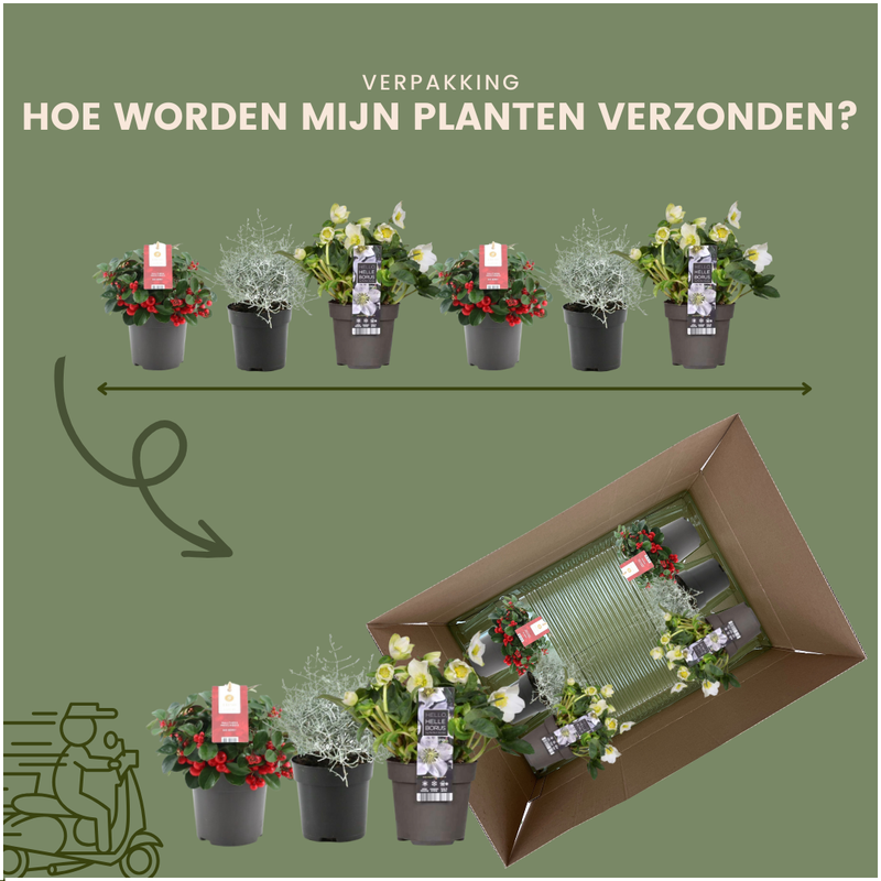 Herbstliche Pflanzenmischung mit 2 Bigberry-Pflanzen, 2 Weihnachtsrosen und 2 Silbersträuchern