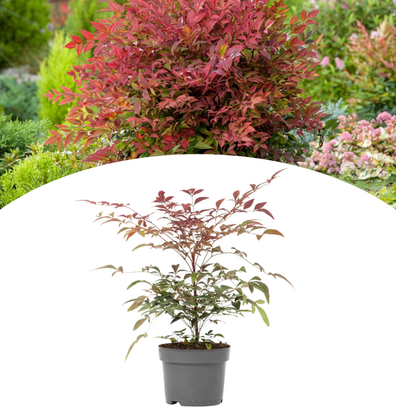 Nandina Domestica Obsessed x1 ®