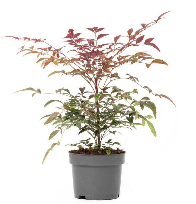 Nandina Domestica Obsessed x1 ®