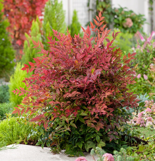 Nandina Domestica Obsessed x2