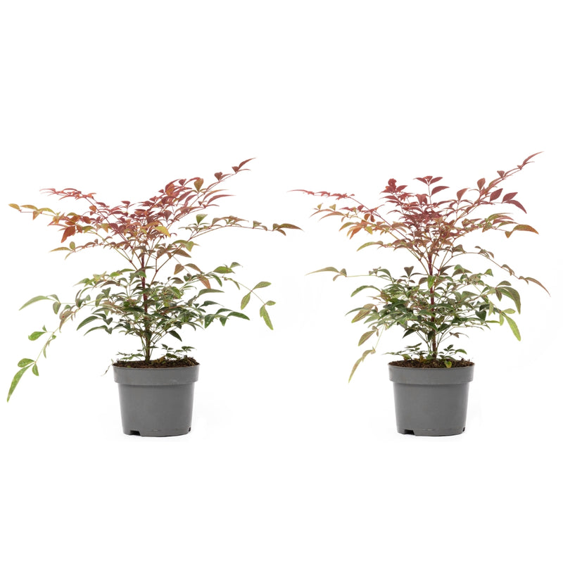 Nandina Domestica Obsessed x2