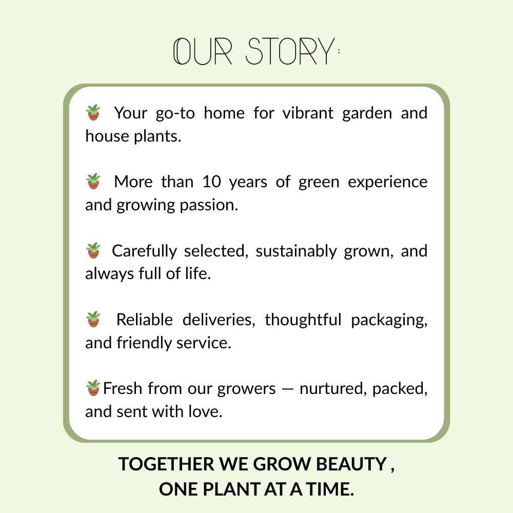 NatureNest Border Package Bianca