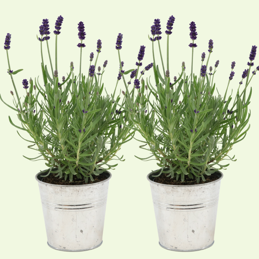 2 Blauwe Lavendelplanten ‘Lavandula angustifolia’ in Sierpot Ø13 cm ↕20 cm