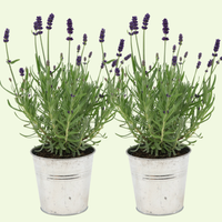 2 Blauwe Lavendelplanten ‘Lavandula angustifolia’ in Sierpot Ø13 cm ↕20 cm
