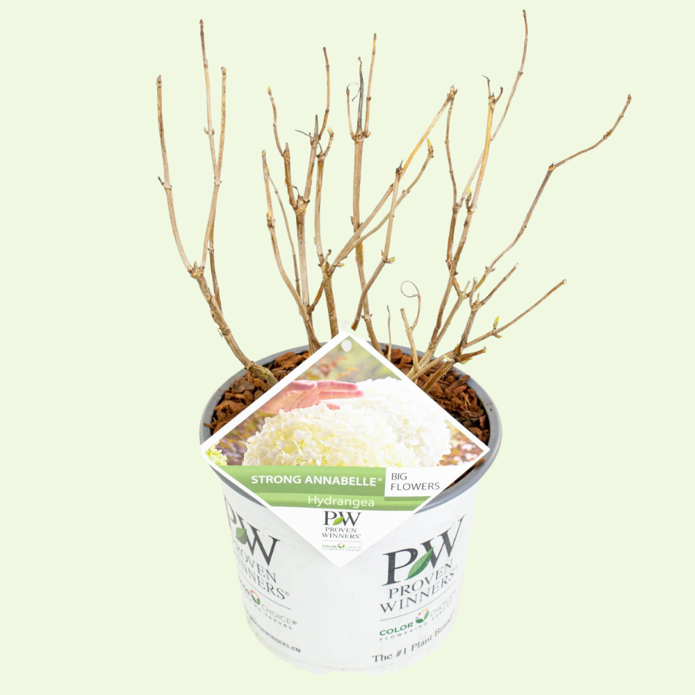1 Hydrangea arborescens Strong Annabelle (Hortensia) Extra stevige witte bloemen