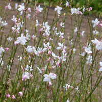 3 Prachtkaars ‘Gaura lindheimeri Whirling Butterflies’ Ø9 cm ↕15 cm