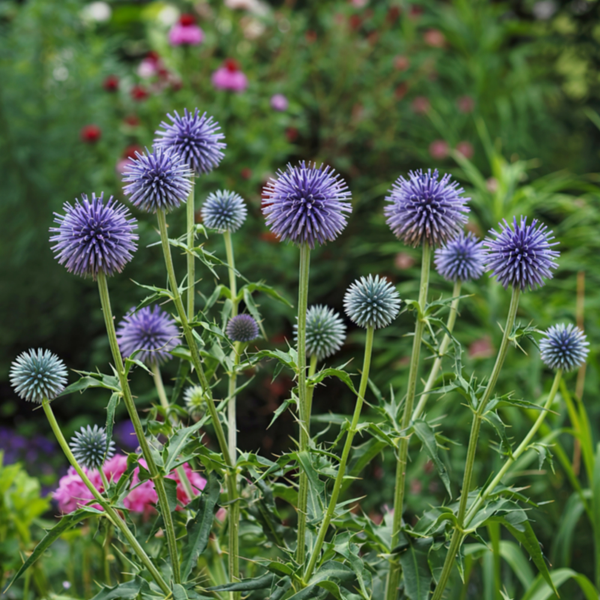 Echinops ritro (kogeldistel) set van 3, vaste borderplant voor zon