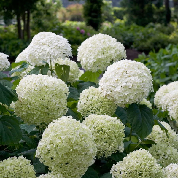 1 Hydrangea arborescens Strong Annabelle (Hortensia) Extra stevige witte bloemen
