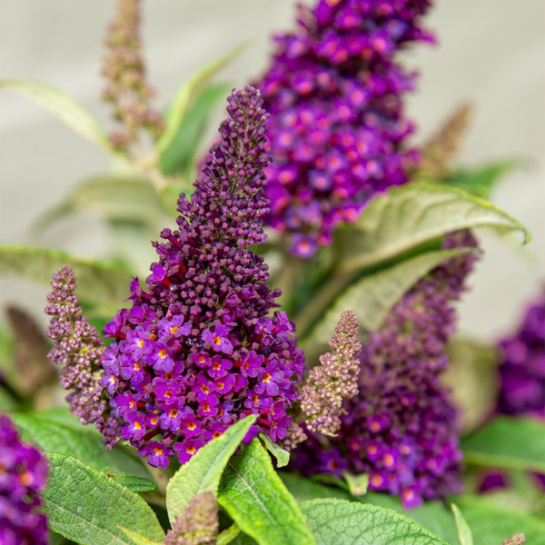 Buddleja Butterfly Candy Little Magenta (Vlinderstruik) Diepmagenta bloemen rijkbloeiend