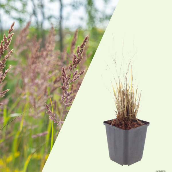 Calamagrostis brachytricha (Diamantgras) set van 3, Siergras voor border en pot
