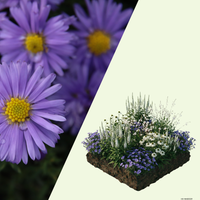 NatureNest Border Package Joy