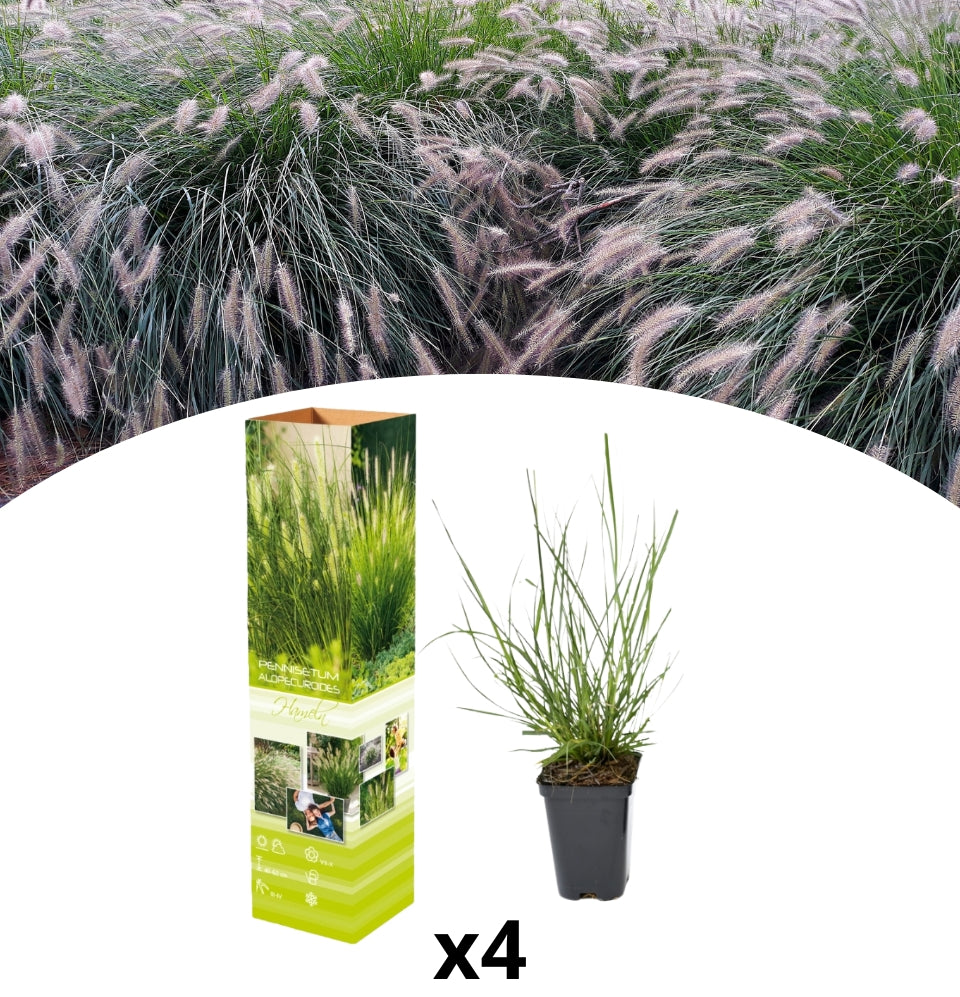 Set de 4 Lamprea (Pennisetum alap. 'Hameln') x4