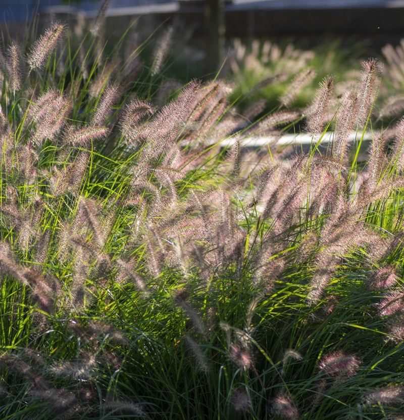 4er-Set Neunaugengras (Pennisetum alap. 'Hameln') x4