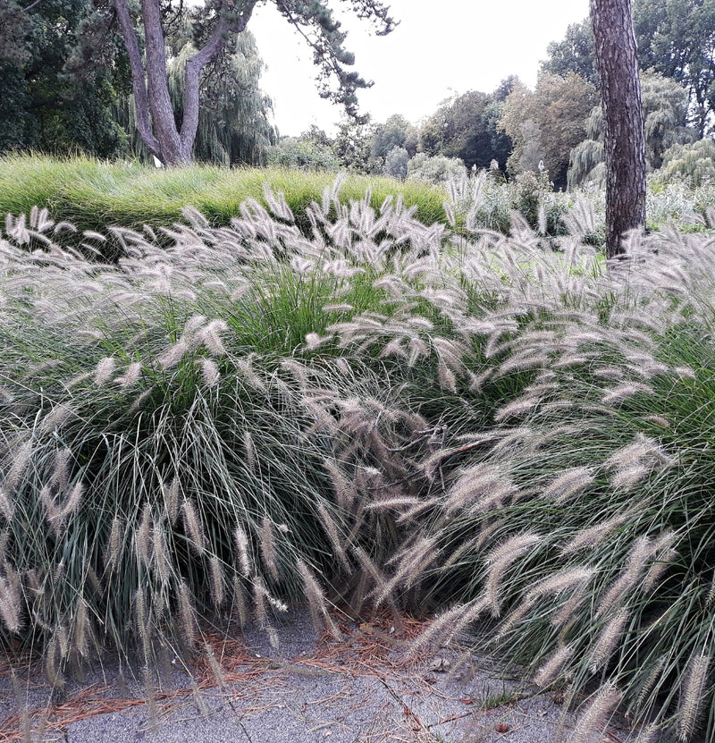 4er-Set Neunaugengras (Pennisetum alap. 'Hameln') x4