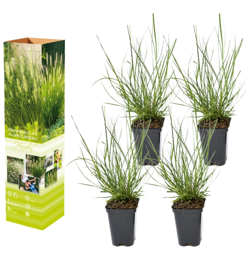 Set van 4 Lampepoetsergras (Pennisetum alap. 'Hameln') x4