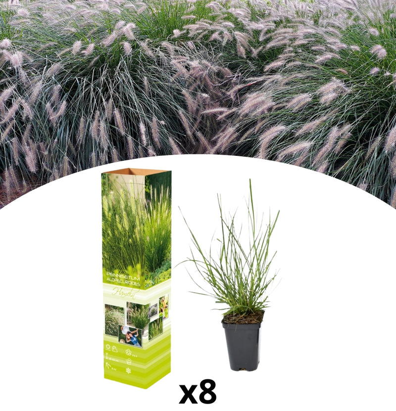 8er Set Lampe Dichtergras (Pennisetum alap. 'Hameln')