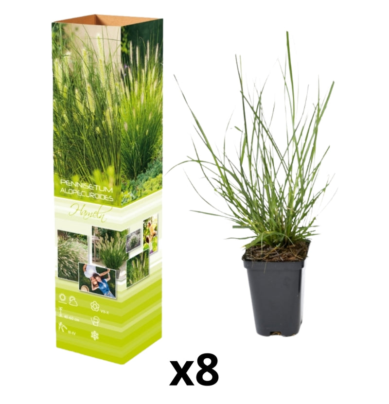 8er Set Lampe Dichtergras (Pennisetum alap. 'Hameln')