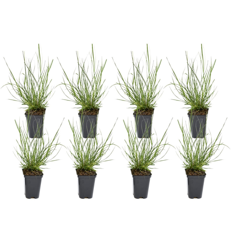 8er Set Lampe Dichtergras (Pennisetum alap. 'Hameln')