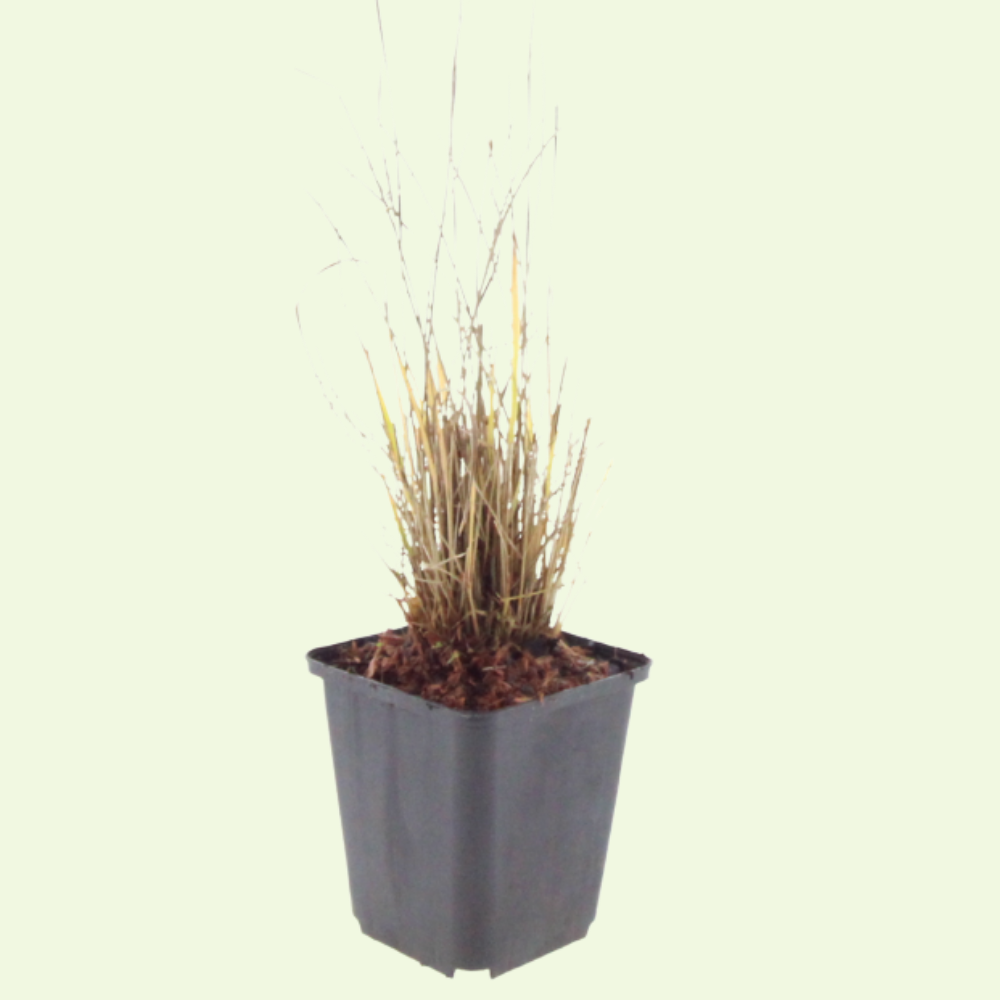 3 Diamantgras ‘Calamagrostis brachytricha’ Ø9 cm ↕15 cm